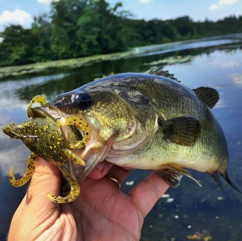bass turtle lure